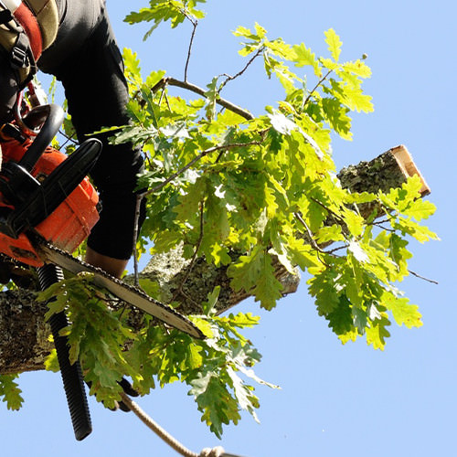 Tree Trimming