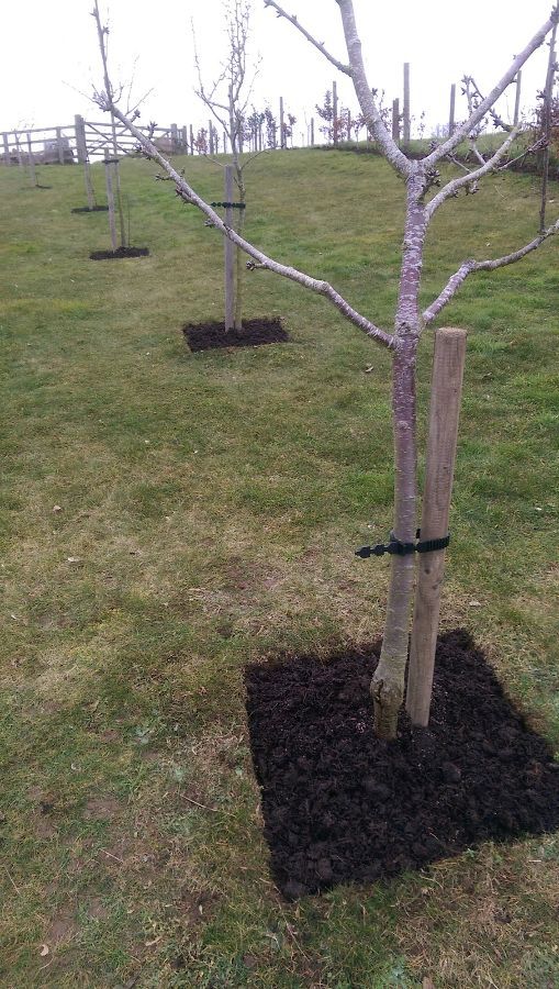 Tree Surgeon Tree Planting